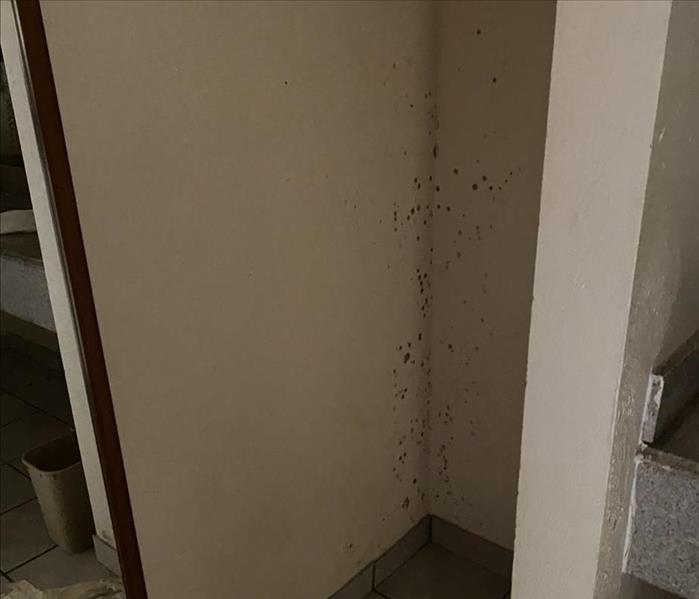 mold on a white wall