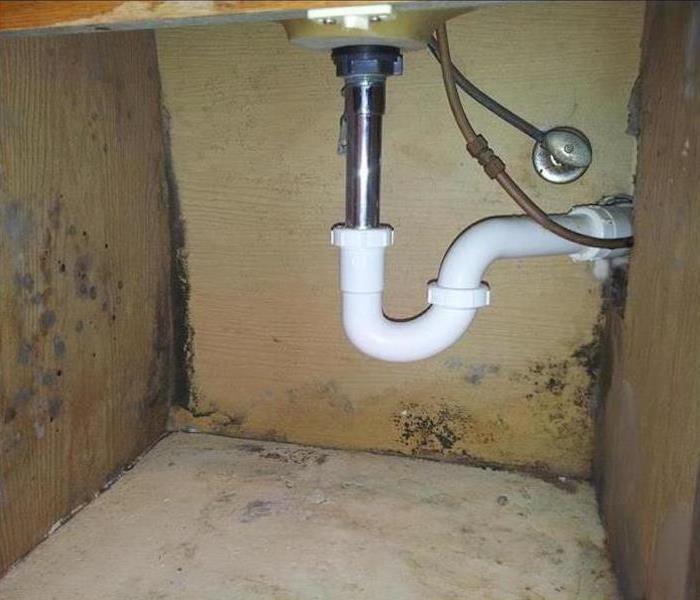 Mold growth under sink.